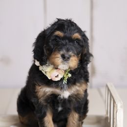 Girl 2 - Bernedoodle puppy in Alabama from Waverly Farm Bernedoodles