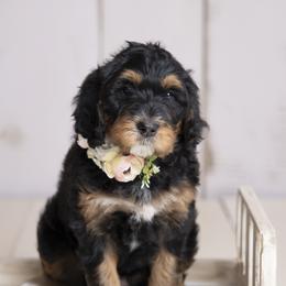 Girl 2 - Bernedoodle puppy in Alabama from Waverly Farm Bernedoodles