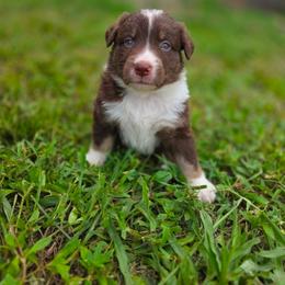 July - Red tri-color male Australian Shepherd puppy in Fort Myers, Florida from U Cross Australian Shepherds