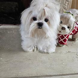 Maltese and Poodle All Grown Up from Maltese & poodle Lovers
