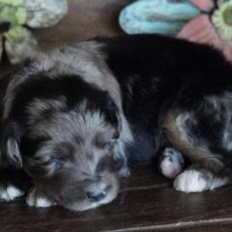 Girl 3 - Blue merle female Aussiedoodle puppy in Lawton, Oklahoma from Lindsey’s Aussies