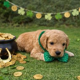 Sprite - Cream male Goldendoodle puppy in Houston, Texas from Were The Mack'Doodles