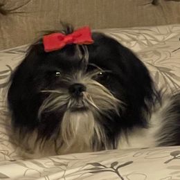 Shirley - Shih Tzu