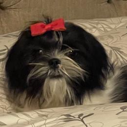 Shirley - Shih Tzu