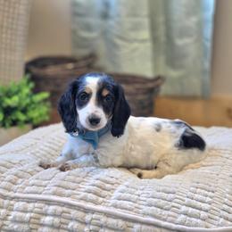 AKC Meet Captain :) - Piebald male Dachshund puppy in Centerville, Iowa from Barnyard Dachshunds, Dals & Doodles