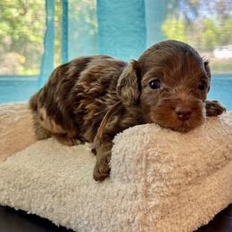 Gale - Merle female Cockapoo puppy in Palm Beach County, Florida from Benji’s Cockapoos