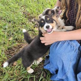 Little Jimber - male American Corgi puppy in Tennessee from Voneida Collies & Corgis