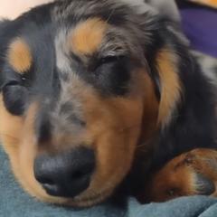 Dachshunds from The House of Doxies