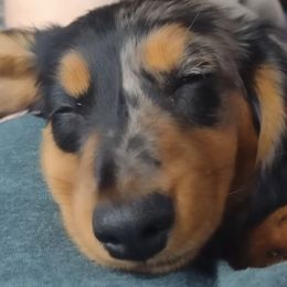 Dachshunds from The House of Doxies