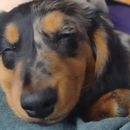 Dachshunds from The House of Doxies