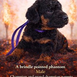 Ignite - Phantom male Poodle puppy in Troy, Alabama from Redmond Rose Kennel