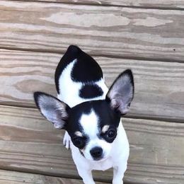 Chihuahua Puppies from Appalachain Cuddles