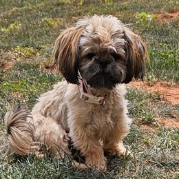 Ginger - Shih Tzu