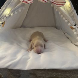 Daisy - Cream female Dachshund puppy in Alpine, California from Christie's Doxies