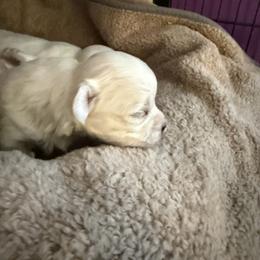 Otis - White male Maltese puppy in Coats, North Carolina from Angie's Puppies