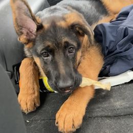 German Shepherd Puppies from Haus of Beautiful Chaos German Shepherds