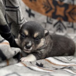 Aurora - Black and tan female American Corgi puppy in Washington, Arkansas from Foxy Knoll Farm