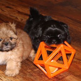 Shih Tzu Puppies from Pikes Peak Shih Tzu