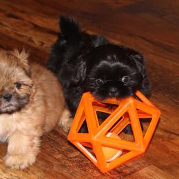 Shih Tzu Puppies from Pikes Peak Shih Tzu