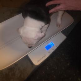 Boy 4 - White and brindle male American Bulldog puppy in La Porte, Indiana from Slayton's American Bulldogs