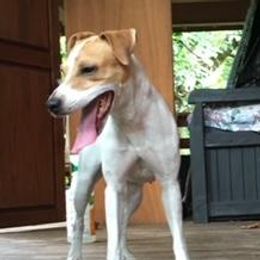 Halo - Jack Russell Terrier