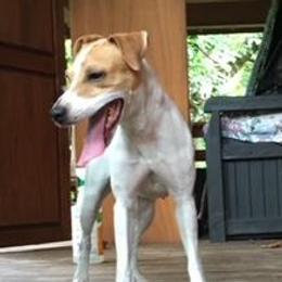 Halo - Jack Russell Terrier
