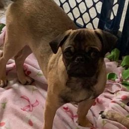 Danny - Pug