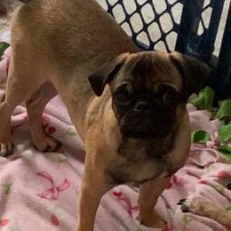 Danny - Pug