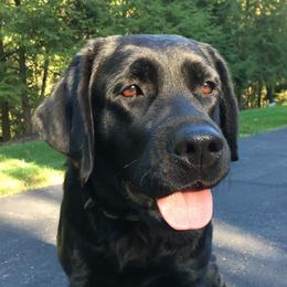 Annie - Labrador Retriever
