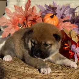 Red - Red female Shiba Inu puppy in Elizabeth, New Jersey from Shiba Inu Loving Care