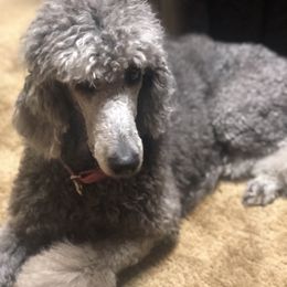 Zoey - Poodle