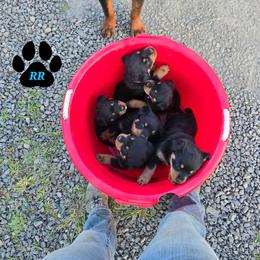 Rottweiler Puppies from Raya's Royals