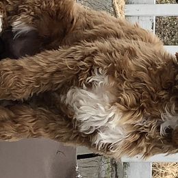 Australian Labradoodles from St. Louis Australian Labradoodles