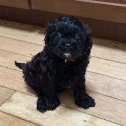 Rue - Black female Cavapoo puppy in St. Louis, Missouri from Sweet Snuggles Cavapoos