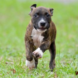 Thor - Brown brindle male American Staffordshire Terrier puppy in St. Augustine, Florida from LBK & Ancient City