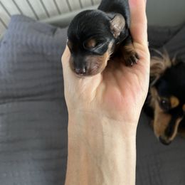 Boy 1 - Black and tan male Dachshund puppy in Benton City, Washington from DOXA Miniature Dachshunds