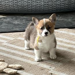 Yellow - Red female Pembroke Welsh Corgi puppy in Saylorsburg, Pennsylvania from Dunnideer Farm