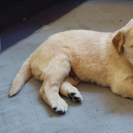 Golden Retrievers from Oak River Goldens'