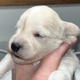 Tink (black collar) - White female Miniature Schnauzer puppy in Port Orchard, Washington from Silver Bells Miniature Schnauzers