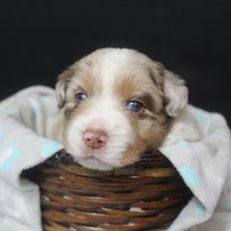 Ana - Red merle female Miniature American Shepherd puppy in Lewistown, Ohio from Maple Lane Miniature American Shepherd