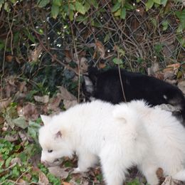 Siberian Husky Puppies from Dreamers Mile