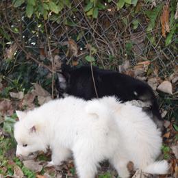 Siberian Husky Puppies from Dreamers Mile