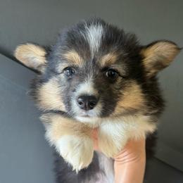 Blue - Black and tan male Pembroke Welsh Corgi puppy in Red Bluff, California from Circle T Livestock & K9 Co.