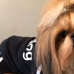 Shih Tzus from Cassbreeclassy Angel's Legacy