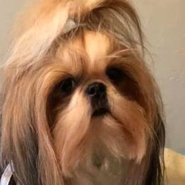 Shih Tzus from Cassbreeclassy Angel's Legacy