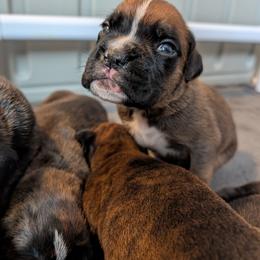 Archie - Fawn male Boxer puppy in Wellington, Ohio from Brinkhaven Boxers