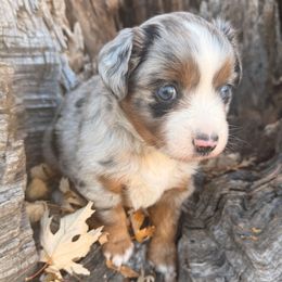 Blue Girl - Blue merle female Miniature Australian Shepherd puppy in Burke, South Dakota from Triple J Aussies SD