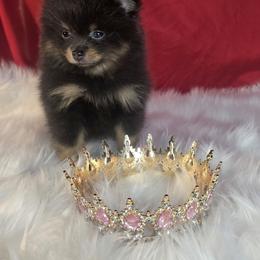 Beauty - Blue and tan female Pomeranian puppy in Fresno, California from Pomi Mami Pomeranians