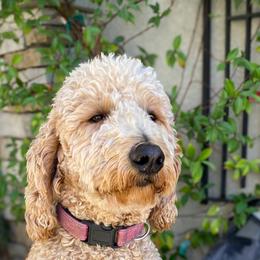 Autumn - Goldendoodle