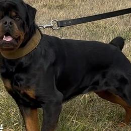 Knox - Rottweiler